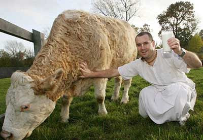 sacred-cow-milk.jpg